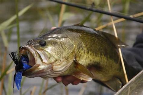 The 7 Best Bass Fishing Techniques - TackleXpert