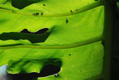 palm light | the mid morning sunlight shines through a palm … | Flickr