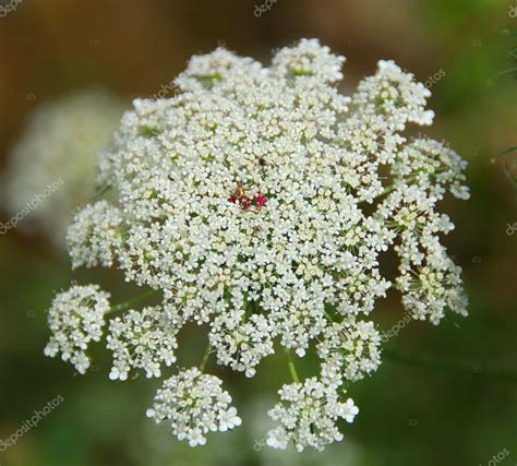 White Ammi majus flower — Stock Photo © Nikonite #6465471