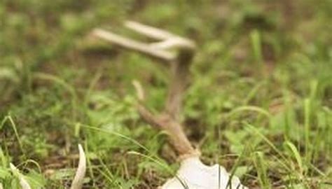 Do Decomposers Return Nutrients Back Into the Soil? | Garden Guides