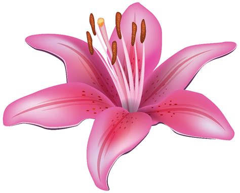 Download High Quality Flower clipart lily Transparent PNG Images - Art ...