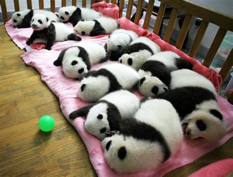 Why US-born panda Bao Bao is leaving for China: panda diplomacy, explained - Vox