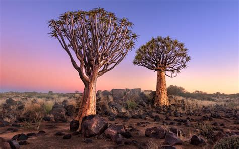 7 reasons why self-driving in Namibia may be your best trip | Silver ...