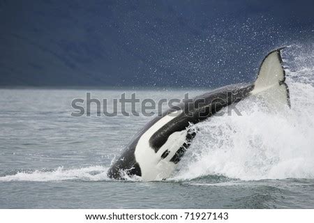 Killer Whale In The Wild Hunting On Salmon Near In Northwest Pacific ...