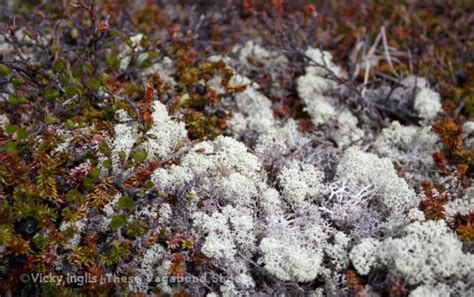 Photo Journal: Qaqortoq Tundra Hike, Greenland – These Vagabond Shoes.