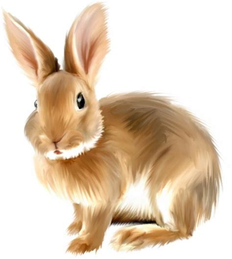 Download High Quality bunny clipart realistic Transparent PNG Images ...