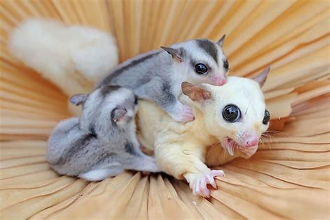 How Many Babies Do Sugar Gliders Have in a Litter? Vet-Reviewed Reproductive Information | PangoVet