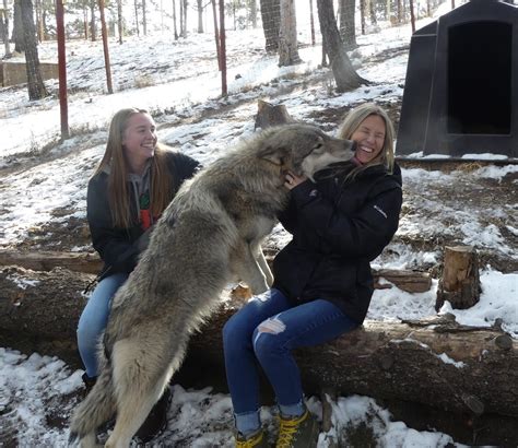 Wolf kisses at the Colorado Wolf and Wildlife Center - Sunrise In A New City