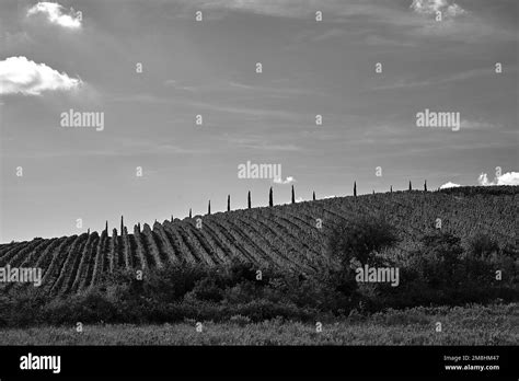 Grapevine plantations Black and White Stock Photos & Images - Alamy