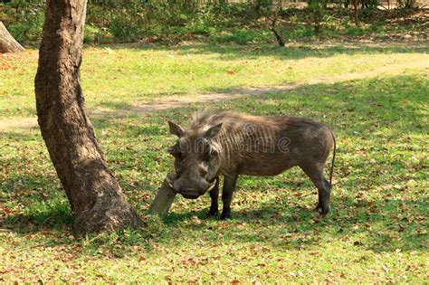 Warthog, Kruger National Park, South Africa Stock Image - Image of reserve, ecology: 265268273