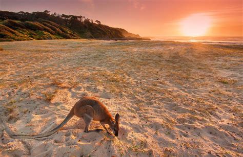 Australian Animal Wallpapers - Top Free Australian Animal Backgrounds - WallpaperAccess