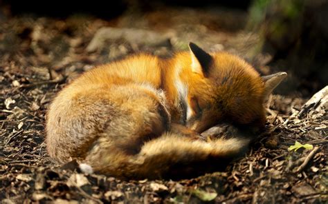 animals, Fox, Forest, Closeup, Depth Of Field, Sleeping Wallpapers HD ...