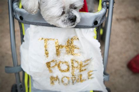 Dogs in Costumes for a Halloween Parade - ABC News