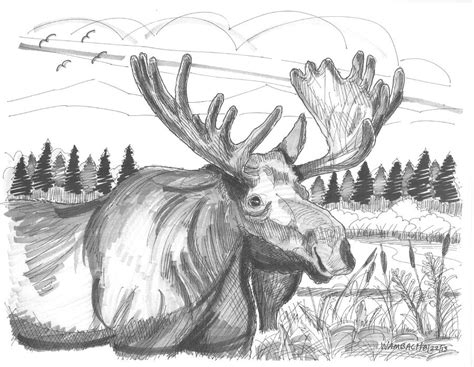 Vermont Bull Moose Drawing by Richard Wambach - Fine Art America