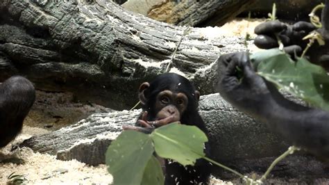 [HD 1080p]Baby chimpanzee eating leaves / 葉っぱを食べる赤ちゃんチンパンジー - YouTube