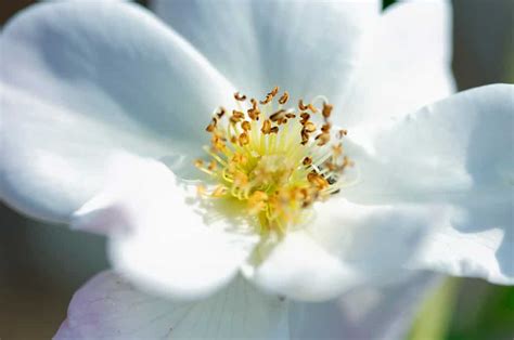 Discover the Official State Flower of Georgia (When It Blooms and Where ...