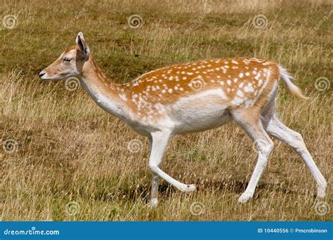 Fallow deer Doe stock photo. Image of park, brown, fallow - 10440556