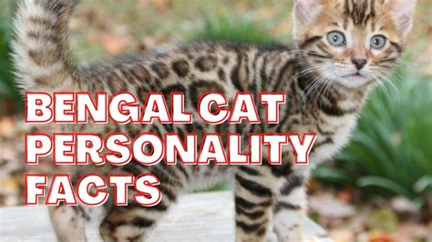 Best Bengal Cat Facts, Characteristics, Personality, Lifespan ...