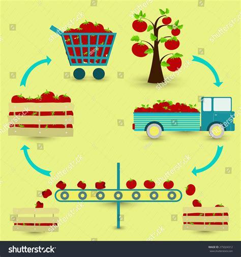 Process Tomato Tomato Production Steps Tomato Stock Vector 275024312 ...