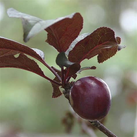 Purple Leaf Flowering Plum 'Newport' (Prunus cerasifera) | My Garden Life