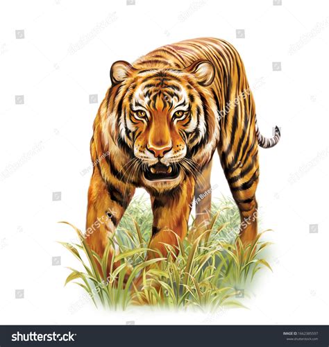 712 Tiger Kopf Ausmalbilder Images, Stock Photos & Vectors | Shutterstock