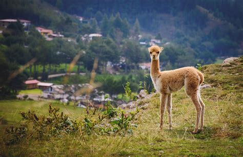 Vicuna Animal Wildlife - Free photo on Pixabay - Pixabay