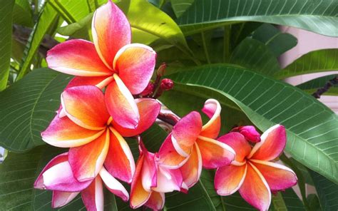 15 Beautiful Hawaiian Tropical Flowers You Must See - Hawaii's Best ...