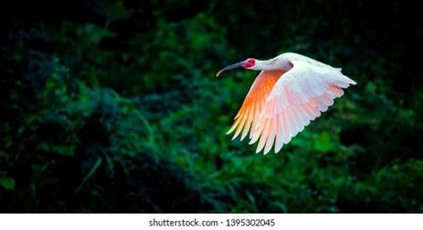 Crested Ibis Flying Air Stock Photo 1395302045 | Shutterstock