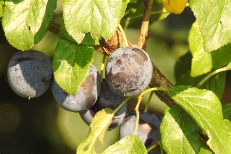 Plum Tree Burgundy | Sierra Vista Growers