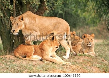 African Lion Pride Stock Photos, Images, & Pictures | Shutterstock