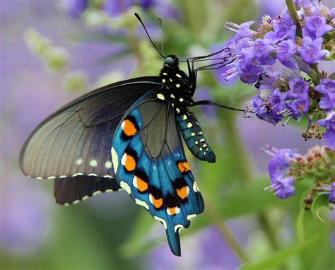 Pipevine Swallowtail - Alabama Butterfly Atlas