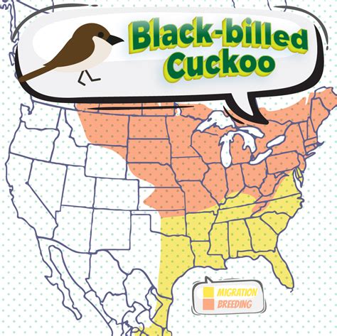 Black-billed Cuckoo - Bird Watching Academy