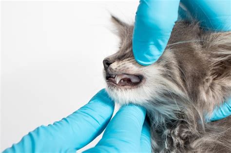 Premium Photo | Examination of milk teeth in a 1 or 2 month old kitten ...