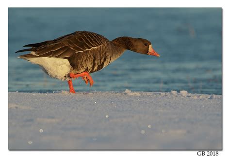 GREATER WHITE-FRONTED GOOSE