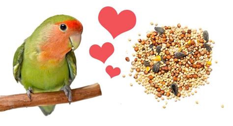 What Do Lovebirds Eat? - The Best Food For Lovebirds