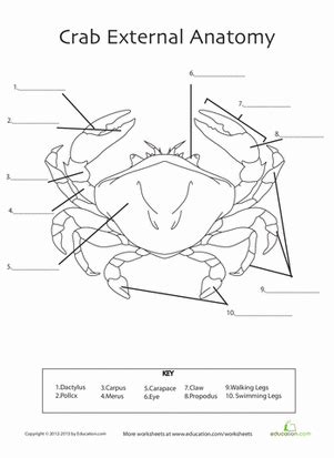 Crab Anatomy | Worksheet | Education.com | Anatomy, Science lessons ...