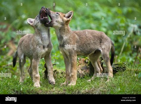 European wolf (Canis lupus lupus) pup, puppy Stock Photo - Alamy