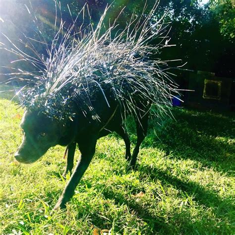 Porcupine Dog Costume | Dog costume, Dogs, Dog costumes