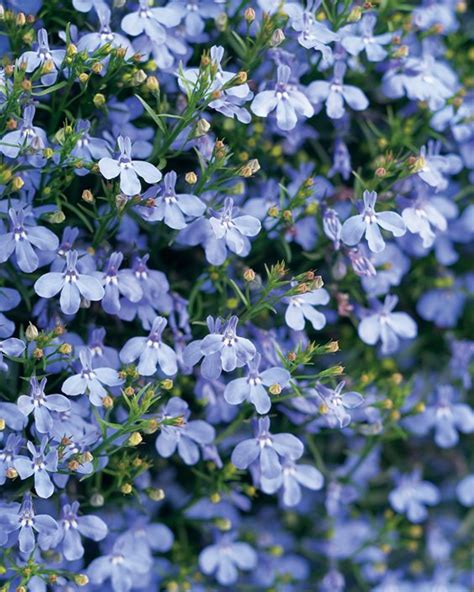 How to Grow Lobelia Plants & Care Tips | Garden Design