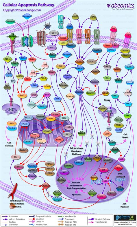 Apoptosis Pathway