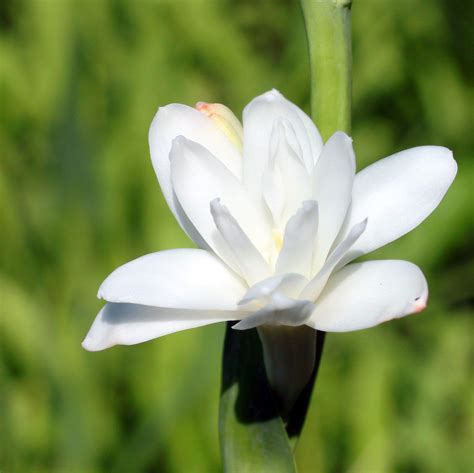 Tuberose Bulb Clumps, Double Flower Form Tuberose – Easy To Grow Bulbs