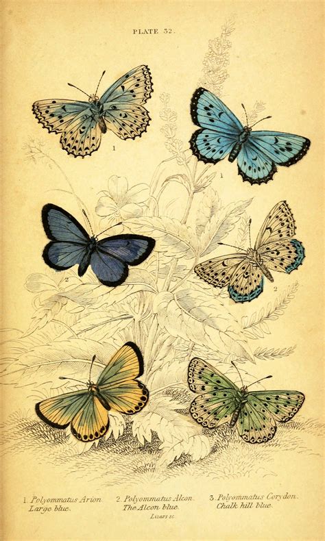 Animal – Insect – Butterfly mostly | Vintage Printable | Butterfly printable, Butterfly ...