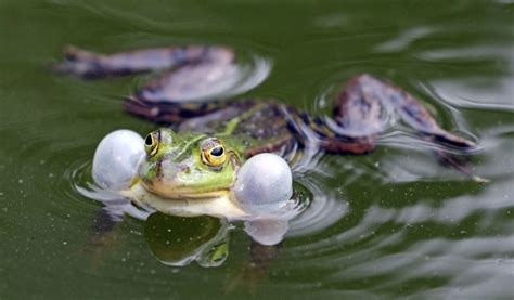 This is Why Frogs Croak After it Rains - FrogPets