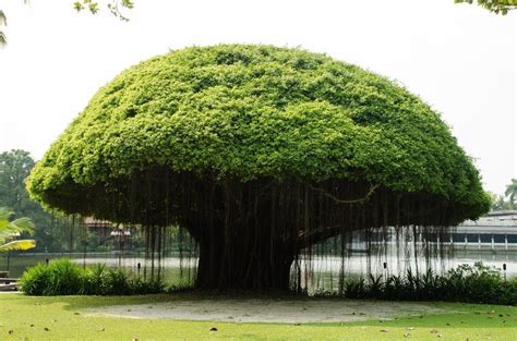 Bali Banyan Tree - Jambul Kedungu Surf Lesson