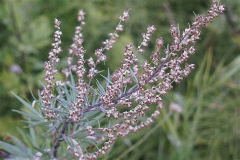 Mugwort Benefits & An Herbal Liniment Recipe – Herbal Academy