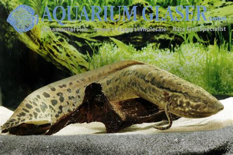 Protopterus annectens Nigeria - Aquarium Glaser GmbH