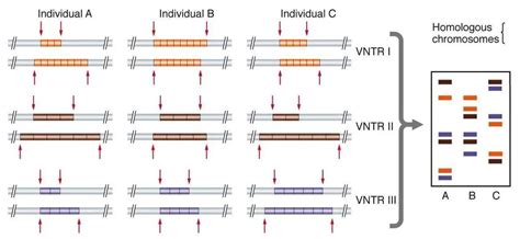 DNA Fingerprinting: Steps and Applications • Microbe Online