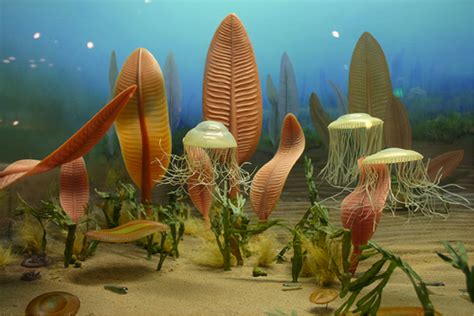 Creatures of the Ediacaran » Scienceline