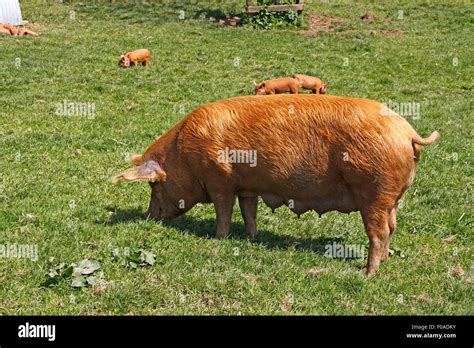 TAMWORTH PIGS Stock Photo: 86282111 - Alamy