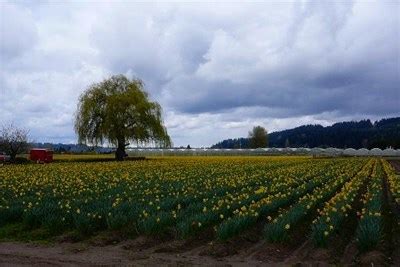 Puyallup Valley Daffodil Fields - Sumner, Washington - Flower Fields on ...